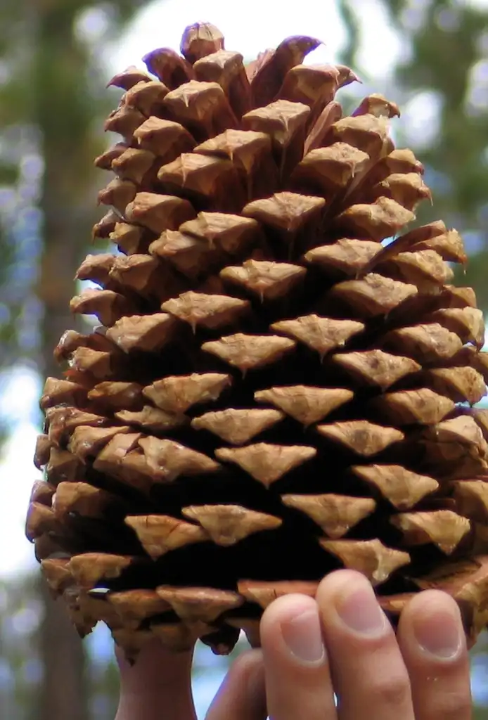 Фото Pinus jeffreyi - Cone closeup:Willem van Bergen at Flickr