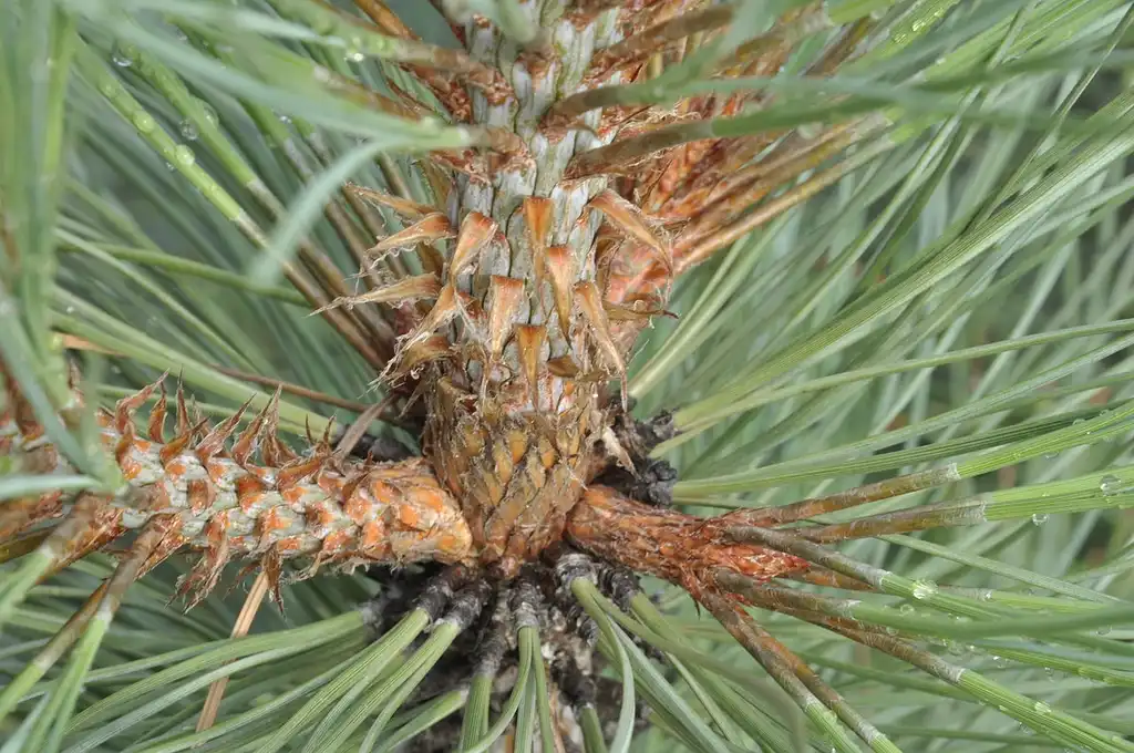 Фото Pinus jeffreyi - Stem:Pinus jeffreyi