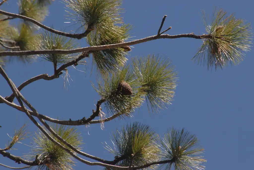 Фото Pinus jeffreyi - Fruit and Leaves:Jim Robbins