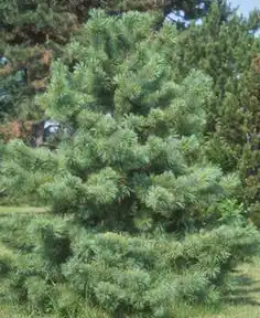 Foto de Pinus koraiensis (Pinus koraiensiss)