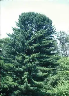 Foto de Pinus koraiensis (Pinus koraiensiss)