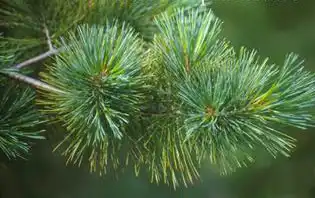 Foto de Pinus monticola (Pinus monticolas)