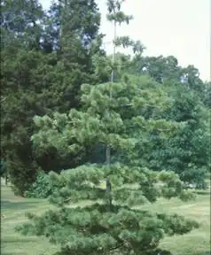 Foto de Pinus monticola (Pinus monticolas)