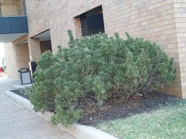 Photo of Pinus mugo 'Mops' (Pinus mugo 'Mops's)