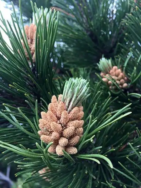 Foto de Pinus mugo (Pinus mugos)