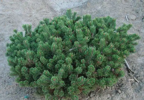 Foto de Pinus mugo (Pinus mugos)