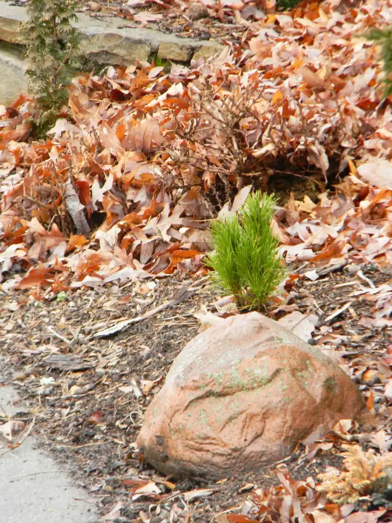 Foto de Pinus mugo - 'Columnaris' Seedling (Buncombe County, NC):Randy Harter