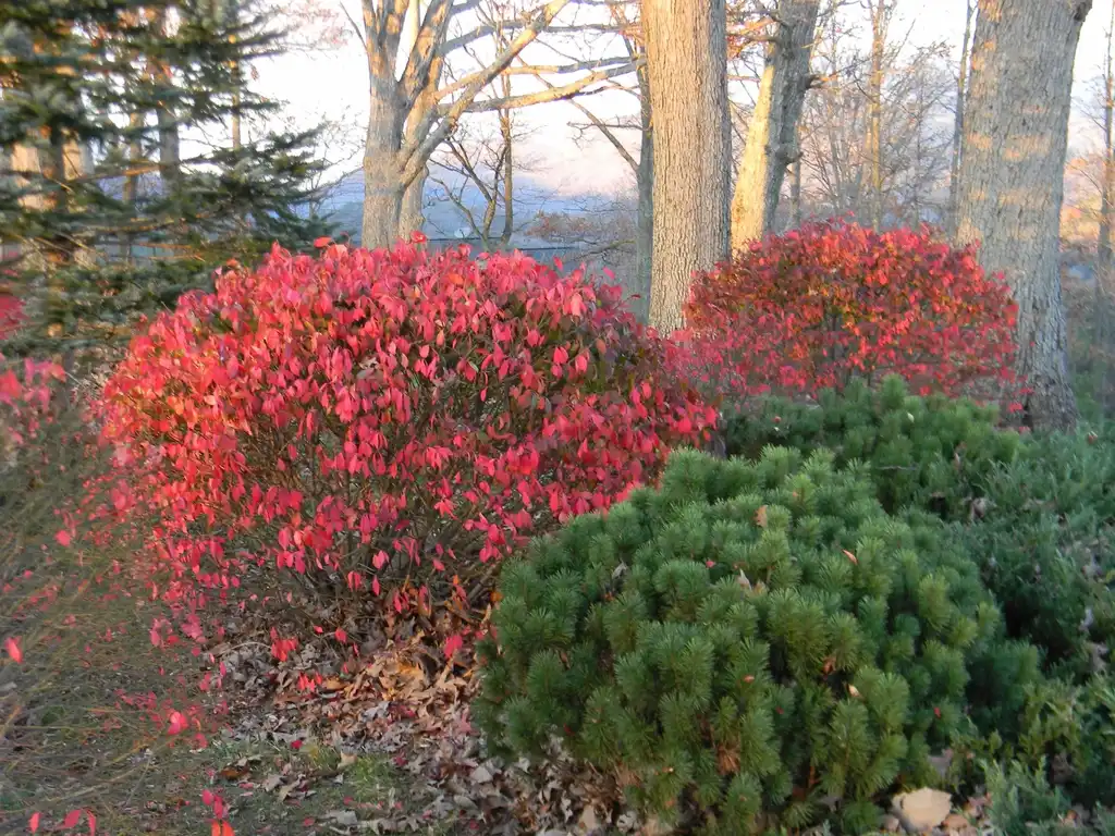 Foto de Pinus mugo - 'Slowmound' Form (Buncombe County, NC):Randy Harter