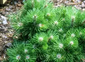 Фото Pinus nigra 'Hornibrookiana' (Pinus nigra 'Hornibrookiana's)