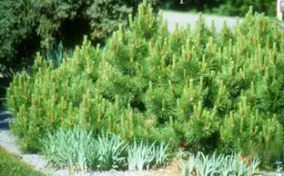 Фото Pinus nigra 'Hornibrookiana' (Pinus nigra 'Hornibrookiana's)