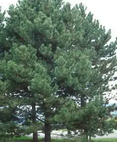 Photo of Pinus nigra (Pinus nigras)