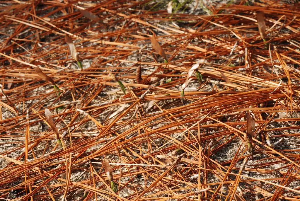 Photo of Pinus palustris (Pinus palustriss)