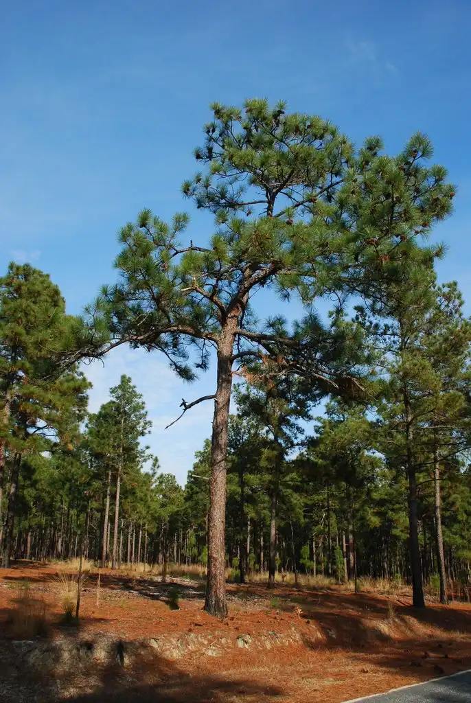 Photo of Pinus palustris (Pinus palustriss)