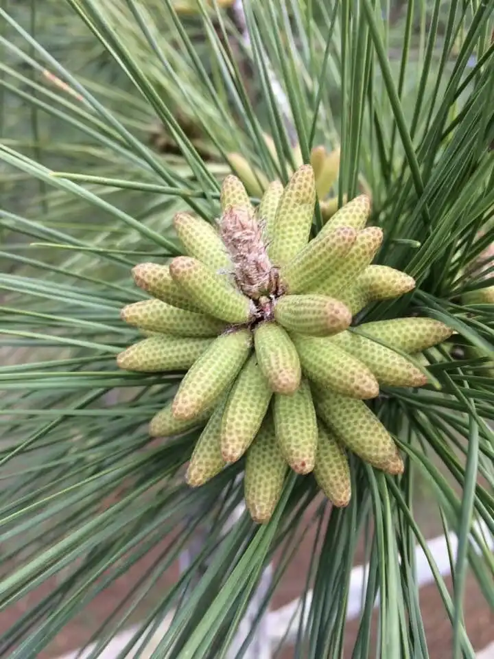 Photo of Pinus palustris - Flower Close-up (Wake County, NC):Cathy Dewitt