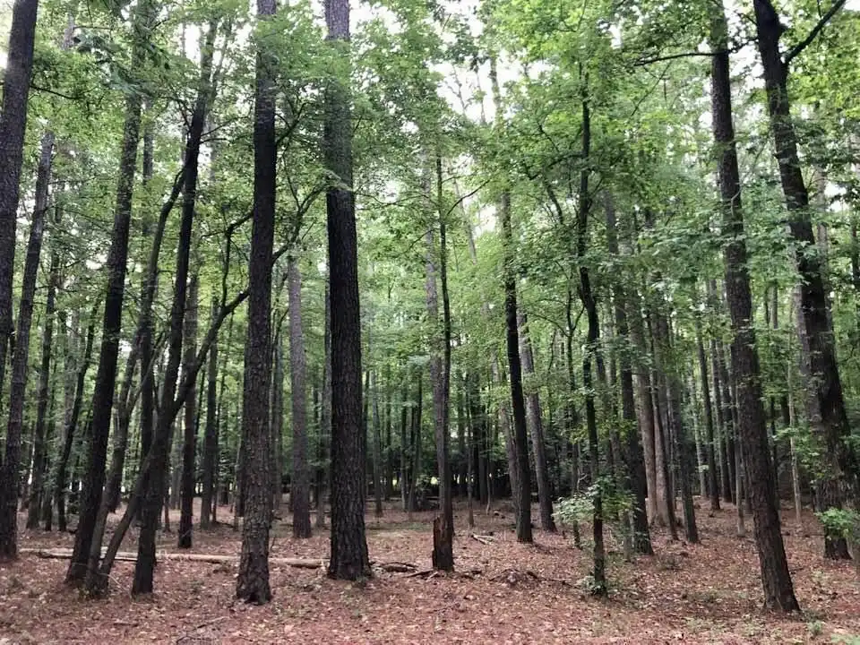 Photo of Pinus palustris - Growth Habit (Wake County,NC):Cathy Dewitt