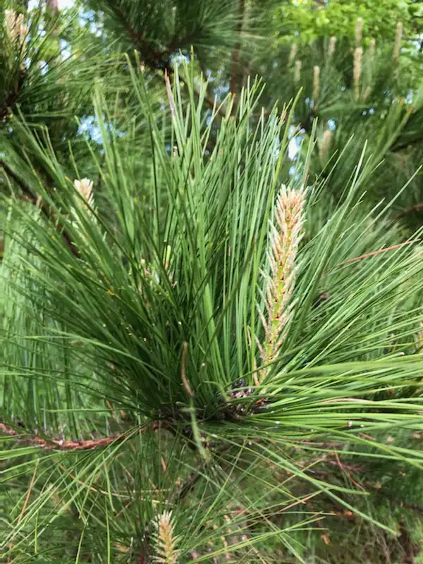 Photo of Pinus palustris - Needles (Wake County, NC):Cathy Dewitt