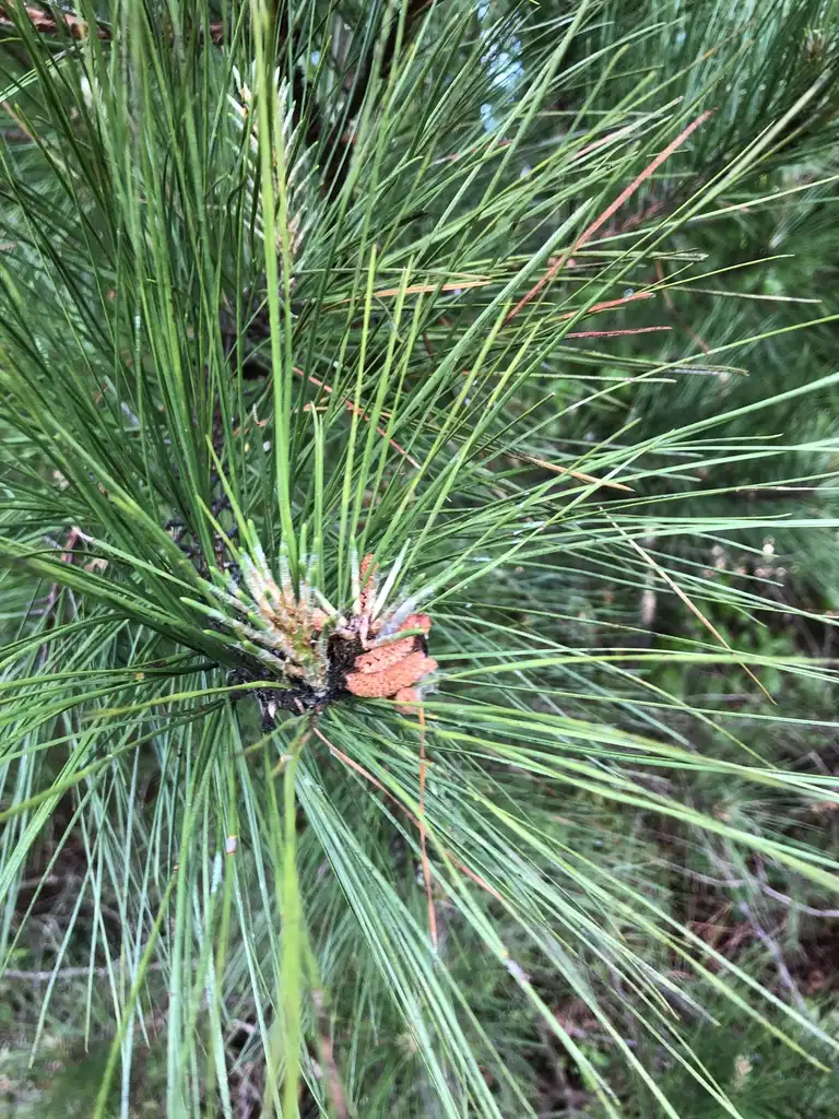 Photo of Pinus palustris - Pine Close-up (Warren County,NC):Cathy Dewitt