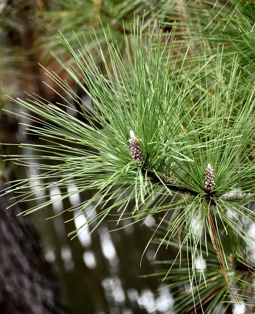 Photo of Pinus palustris - Cone (Wake County, NC)-Mid Winter:Cathy Dewitt