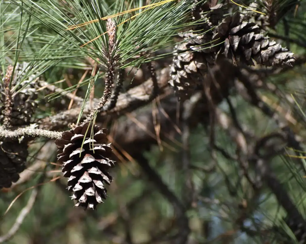 Photo of Pinus palustris - Cone (Warren County, NC)-Winter:Cathy Dewitt