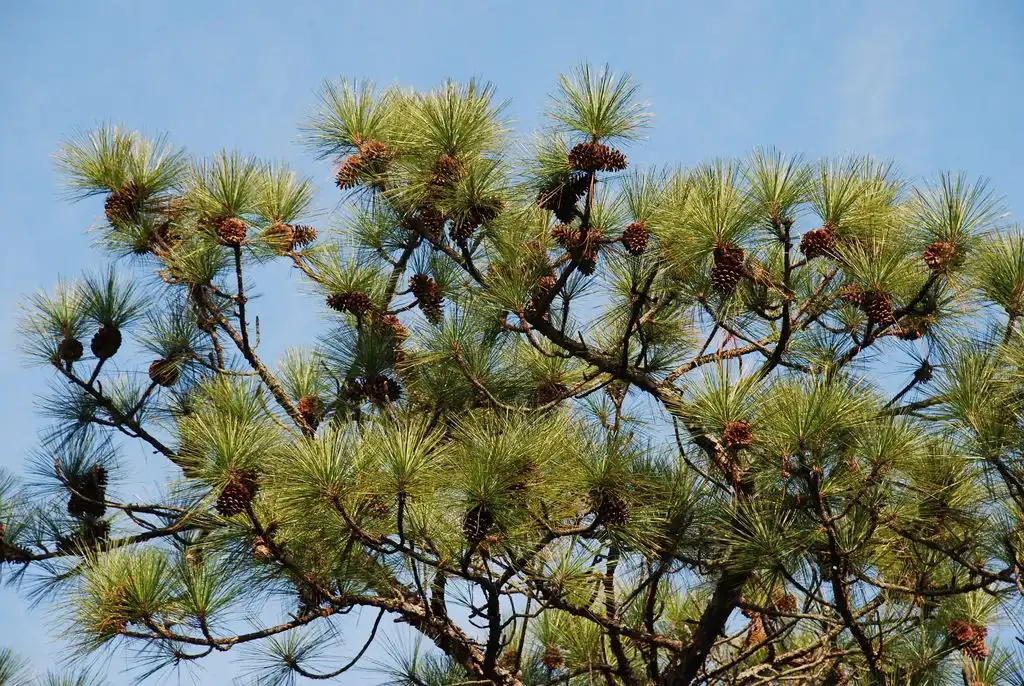 Photo of Pinus palustris - (Chesterfield County, SC)-Early Winter:Douglas Goldman, USDA