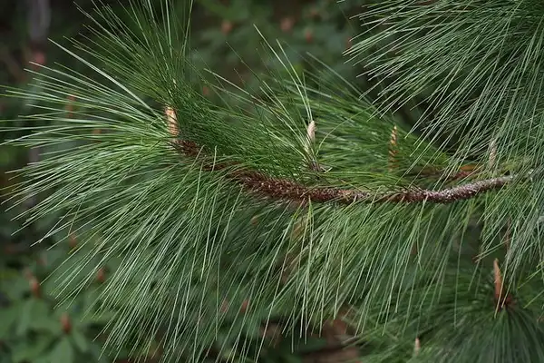 Photo of Pinus palustris - Branch:Harum.koh