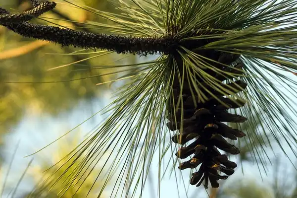 Photo of Pinus palustris - Cone:Seuss