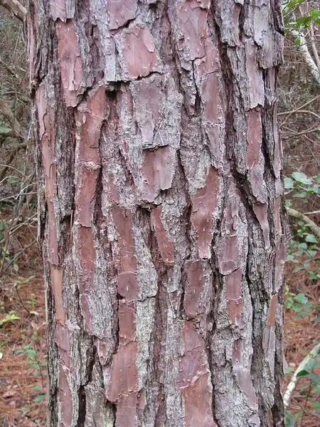Photo of Pinus palustris - Bark:Kerry Woods