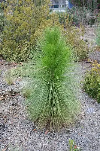 Photo of Pinus palustris - Young Tree:Cliff