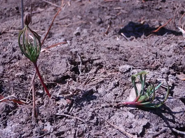 Photo of Pinus palustris - Seedling:John S. Quarterman