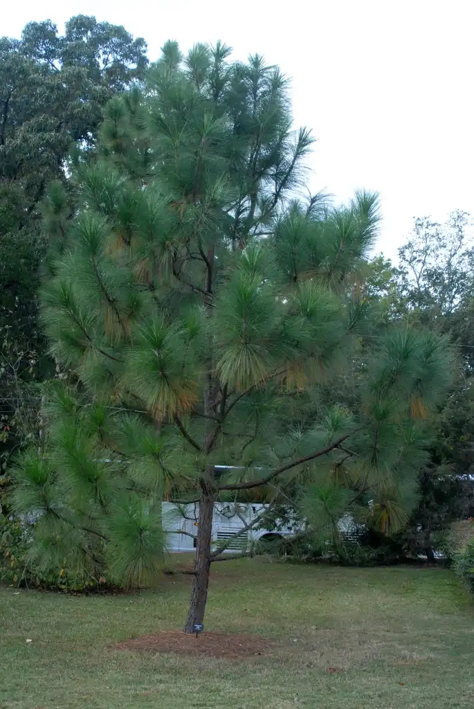 Photo of Pinus palustris - Full Form:Jim Robbins