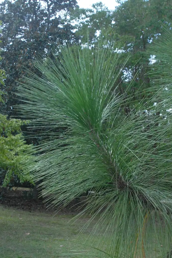 Photo of Pinus palustris - Leaf Close-up:Jim Robbins