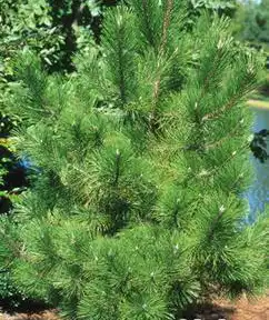 Foto de Pinus peuce (Pinus peuces)