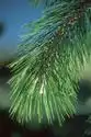 Foto de Pinus peuce (Pinus peuces)