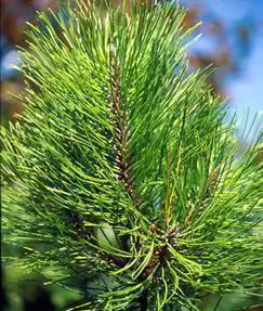 Photo of Pinus pinaster (Pinus pinasters)