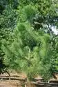 Photo of Pinus pinaster (Pinus pinasters)