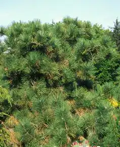 Foto de Pinus ponderosa var. scopulorum (Pinus ponderosa var. scopulorums)
