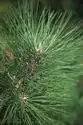 Foto de Pinus ponderosa var. scopulorum (Pinus ponderosa var. scopulorums)