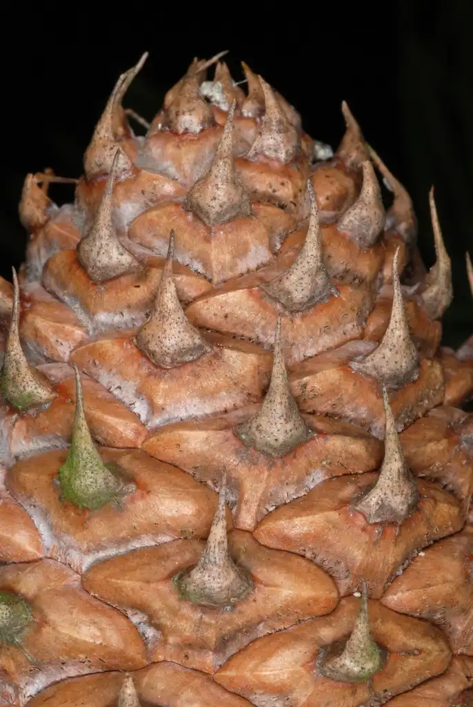 Photo of Pinus pungens (Pinus pungenss)
