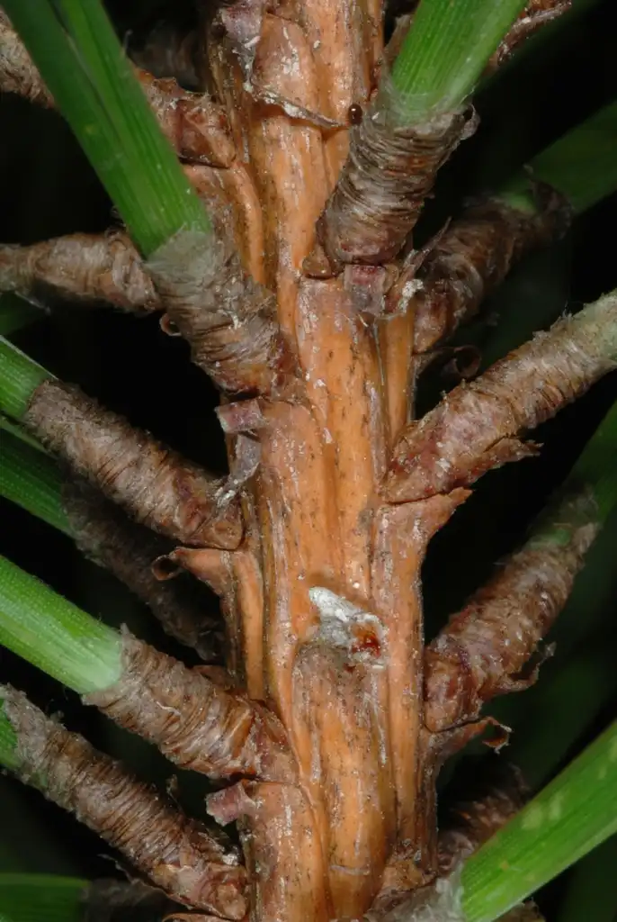 Photo of Pinus pungens (Pinus pungenss)