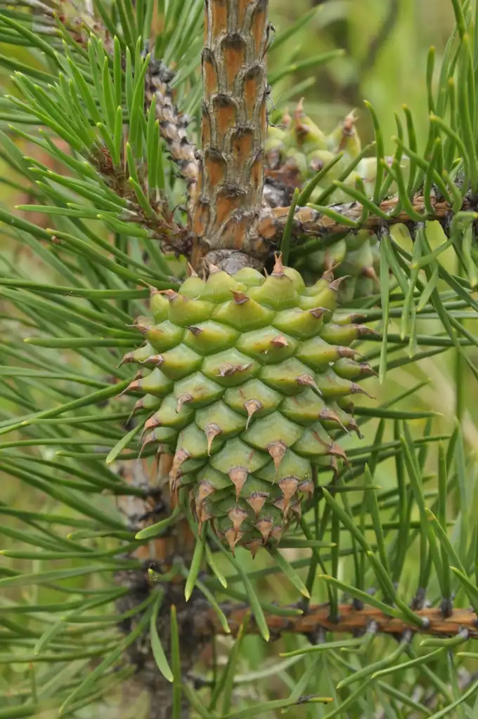 Photo of Pinus pungens - Seed cones:Elektryczne jabłko