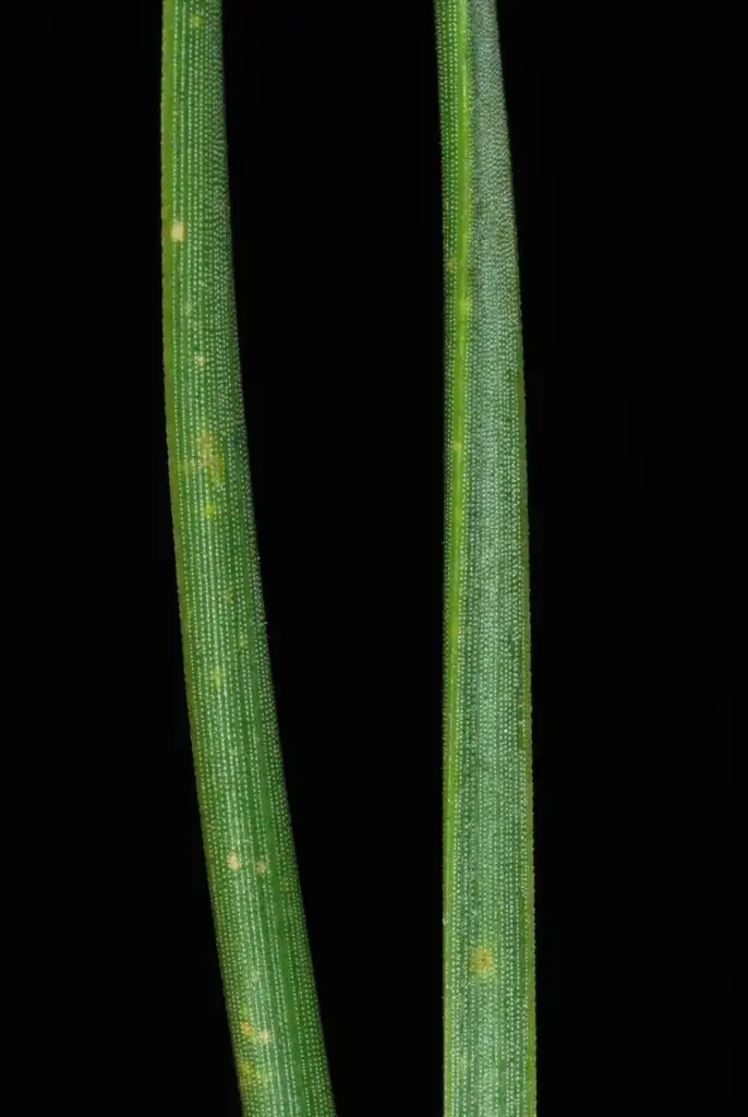 Photo of Pinus pungens - (Randolph County, NC)-Early Spring:Douglas Goldman, USDA