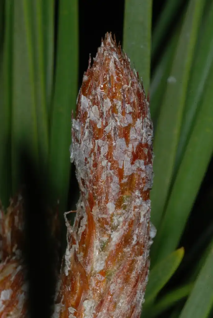 Photo of Pinus pungens - (Randolph County, NC)-Early Spring:Douglas Goldman, USDA