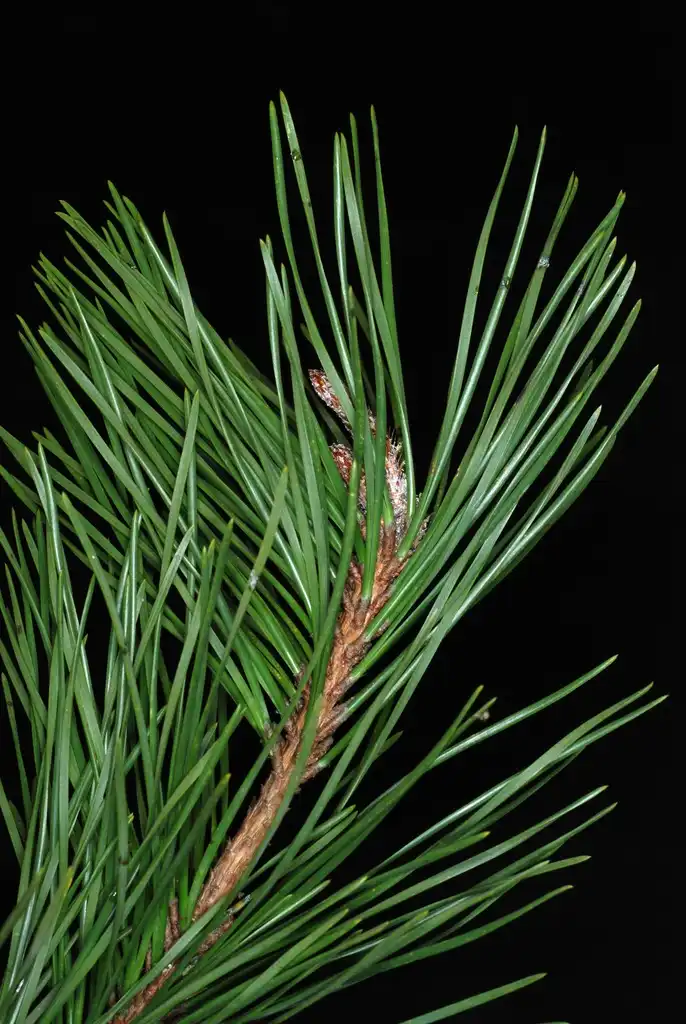Photo of Pinus pungens - (Randolph County, NC)-Early Spring:Douglas Goldman, USDA