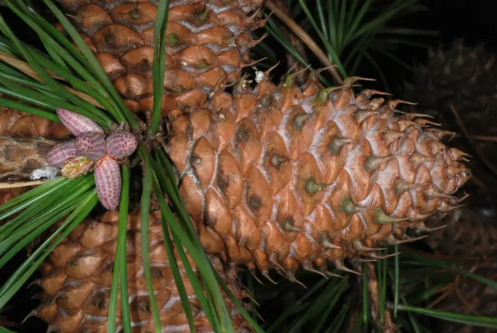 Photo of Pinus pungens - (Randolph County, NC)-Early Spring:Douglas Goldman, USDA