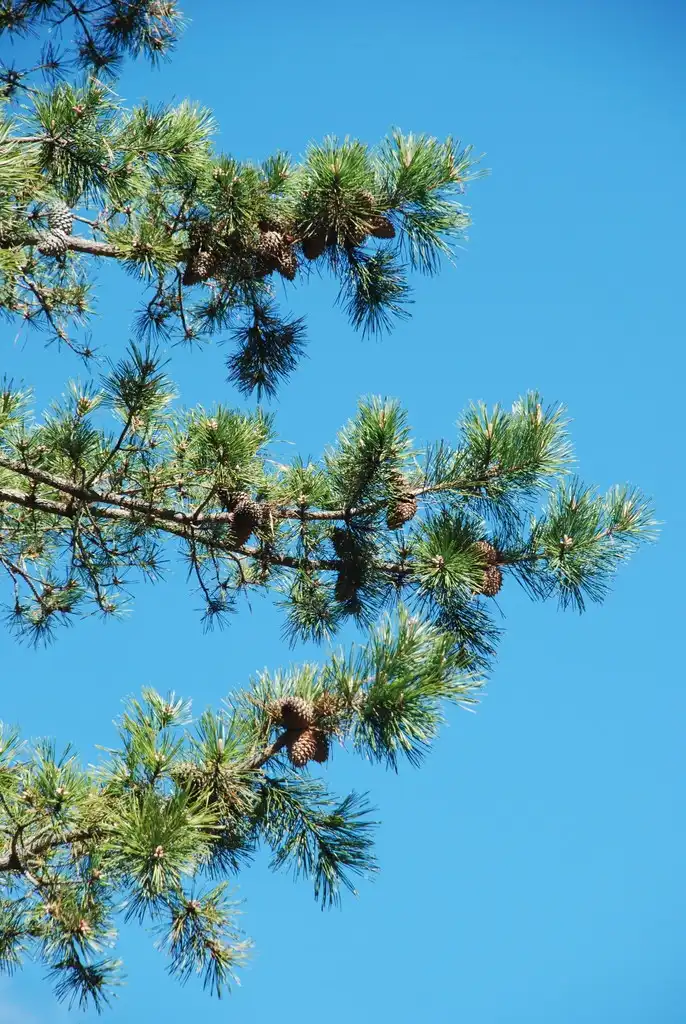Photo of Pinus pungens - (Randolph County, NC)-Early Spring:Douglas Goldman, USDA