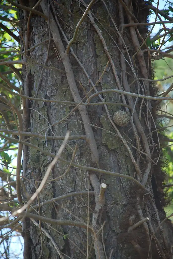 Photo of Pinus pungens - (Randolph County, NC)-Early Spring:Douglas Goldman, USDA