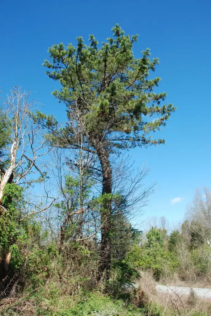 Photo of Pinus pungens - (Randolph County, NC)-Early Spring:Douglas Goldman, USDA