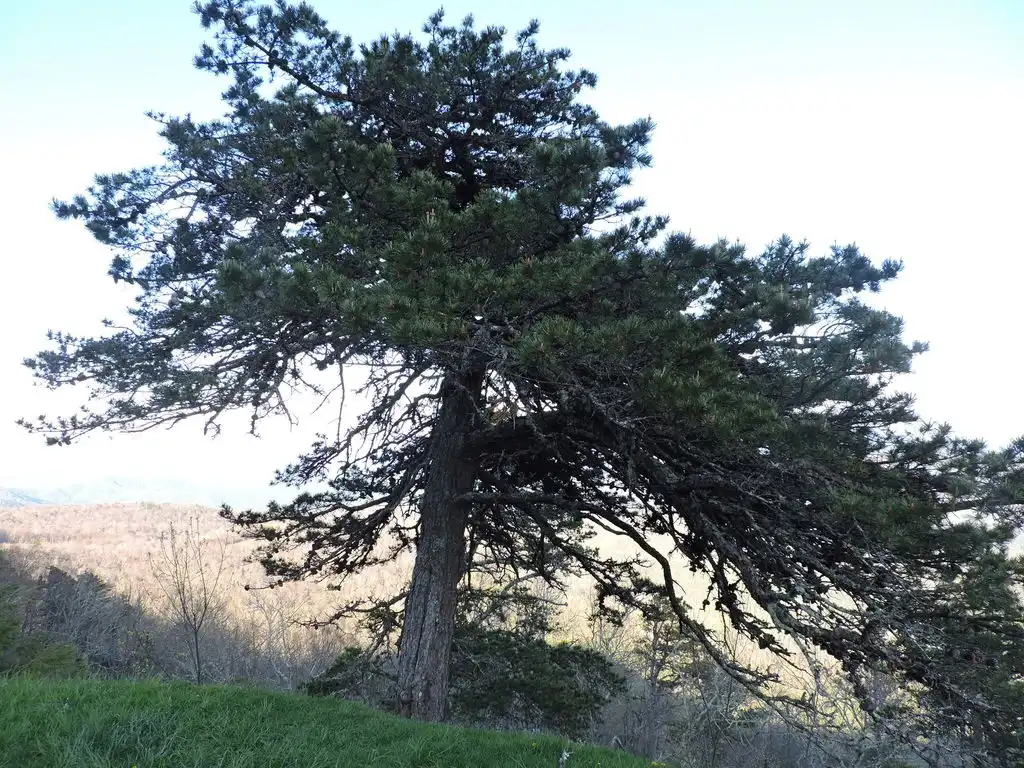 Photo of Pinus pungens - Form:Denise Williams