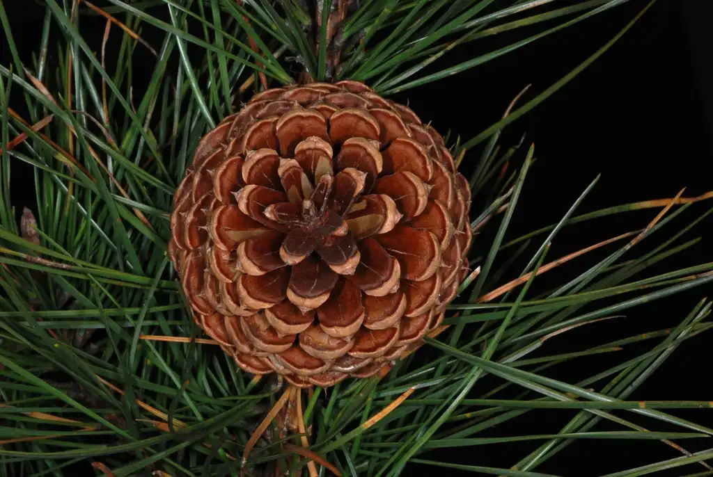 Photo of Pinus rigida (Pinus rigidas)