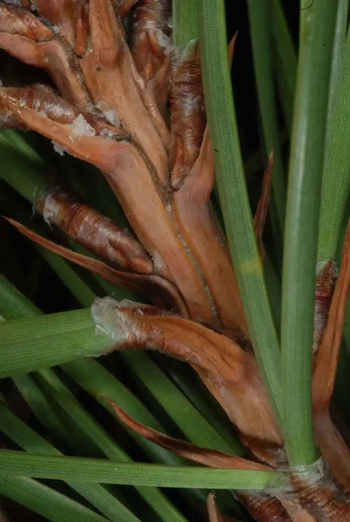 Photo of Pinus rigida - (Seneca County, NY)-Late Winter:Douglas Goldman, USDA